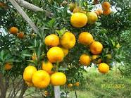 jeruk-keprok-9-1-12.jpeg