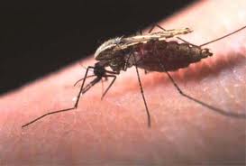 malaria-9-1-12.jpeg