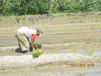 petani_4-1-12.jpg