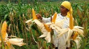 petani-jagung-170413-300x168.jpg