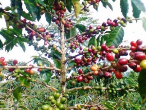 Kopi Mandailing 030513a