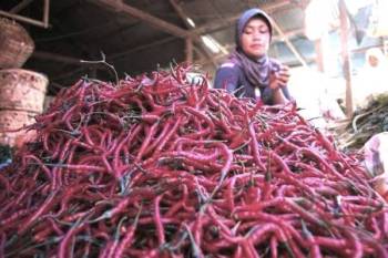 pedagang-cabe 170513.jpg