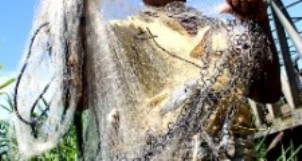 Rezeki di Lubuk Larangan Aek Pohon