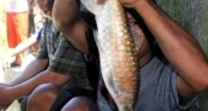 ikan jurung aek pohon