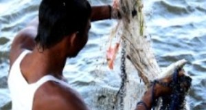 Tangkapan Ikan di Lubuk Larangan Aek Pohon