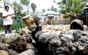 Harga Kantalan Terus Turun