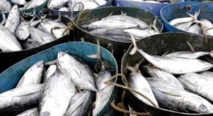 1,7 Ton Ikan Laut Air Bangis Masuk Madina