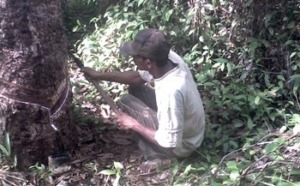 Ekonomi Dunia Masih Pengaruhi Harga Karet Alam