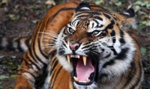Soal Teror Harimau, Pemkab Jangan Takut Tersandung Hukum