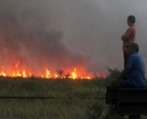 Otak Pembakar Hutan Masih Disidik