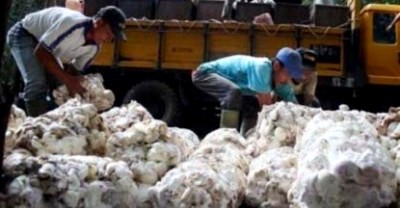 Harga Karet Membaik di Madina