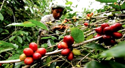 Harga Biji Kopi Kian Turun