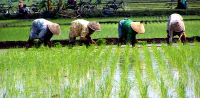 Peraturan Berubah, Penyaluran Benih Padi Telat