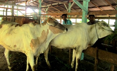 lembu qurban Mandailing Malaysia