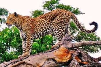 Menhut Bikin Pusat Penyelamatan Macan Tutul