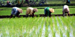 Pedagang Pupuk: Sudah 3 Bulan Pupuk Tak Datang