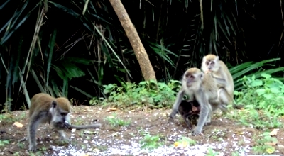 Kera Liar, Daya Tarik di Warung Pak Syafri