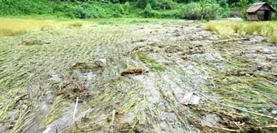 Aek Sabut Meluap, 8 Hektar  Padi  Siap Panen Hanyut  dan Terendam