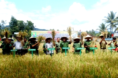 Padi Nuklir Masuki Masa Panen