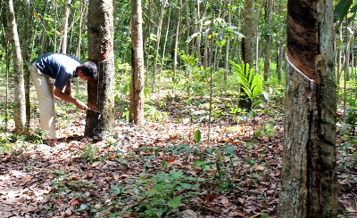 Penghujan, Produksi dan Harga Karet di Madina Turun