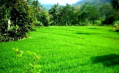 sawah