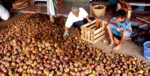 Harga Manggis Di Madina 15.000