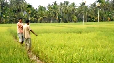 pupuk langka di huraba. jpg