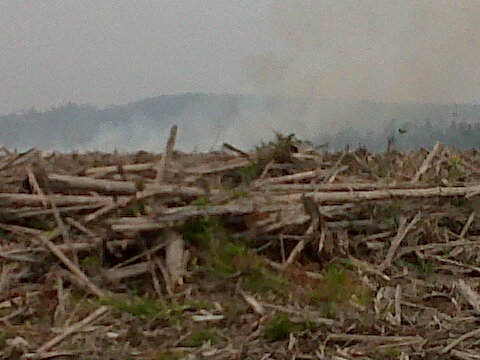 Luas Perkebunan Terbakar di Madina Mencapi 935 Ha