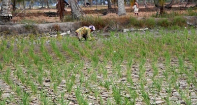 Ribuan Hektar Sawah Kekeringan di Panyabungan Utara