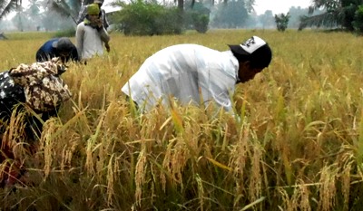 Padi Siganteng Unggul Secara Nasional