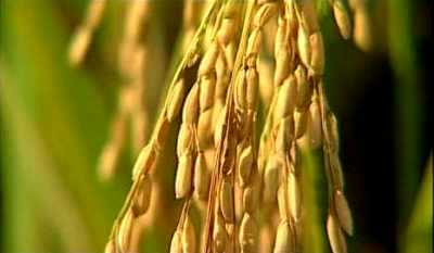 Korupsi? Pengurus Kelompok Tani Akui Dana SRI Disetorkan Lagi Kepada Pejabat Dinas Pertanian Madina