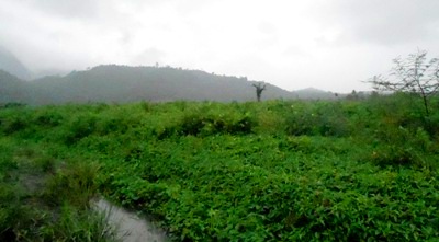Areal cetak sawah Huta Puli