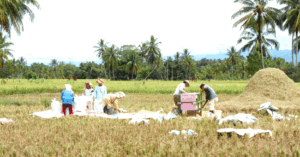 Sektor Pertanian Landasan Pondamental Ekonomi Makro Madina Termarjinalkan? (bagian 1)