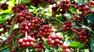 Kapal Api Minta Kopi Mandailing Dari Ulu Pungkut 20 Ton Per Minggu