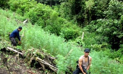 Polisi Temukan Ladang Ganja 10 Ha di Hutan Kotanopan