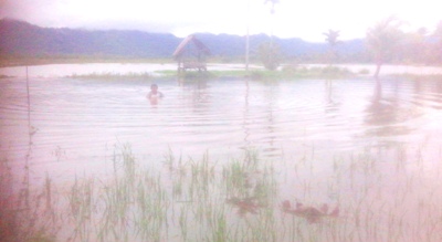 sawah direndam banjir di huraba