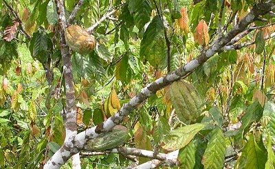 Produksi dan Harga Kakao Turun, Petani Madina Kelimpungan