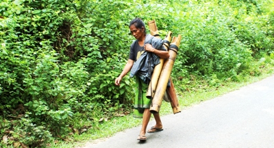 Memanggul perigi air nira