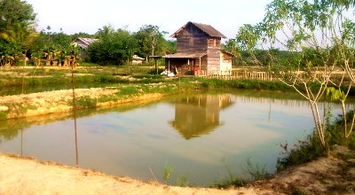 Tambak ikan mas