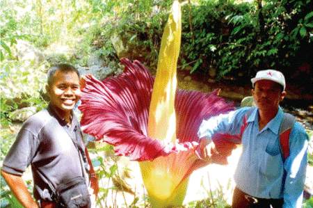 Bunga Rafflesia Berkembang Mekar di Tapsel