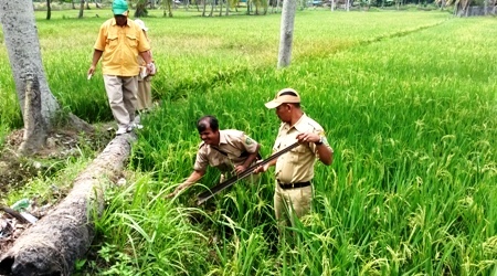 Serangan Hama Tikus, Diperkirakan 20 Ton Produksi Padi Turun