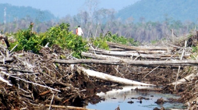 Hutan Bakau di Natal Telah Punah