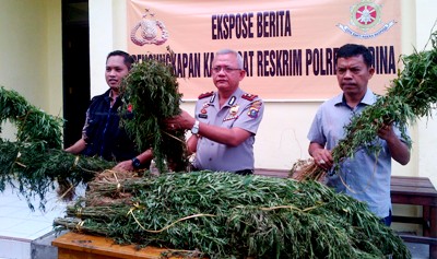 Lagi, 3 Ha Ladang Ganja Ditemukan