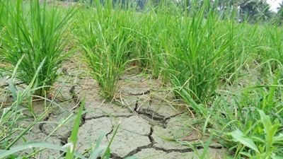 Sawah kering di Saba Palas