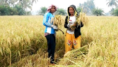 Panen padi Siganteng