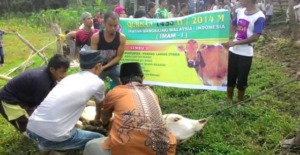 Kaum Mandailing Malaysia Kembali Berqurban di Tanah Leluhur