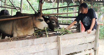 Permintaan Hewan Qurban di Madina Turun Drastis