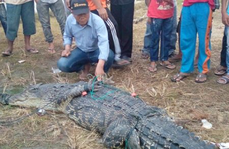 Warga Bintuas Temukan Buaya