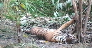 Harimau yang terjerat di Batang Natal