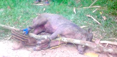 150 Babi Berhasil Ditangkap